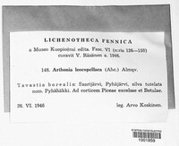 Arthonia leucopellaea image
